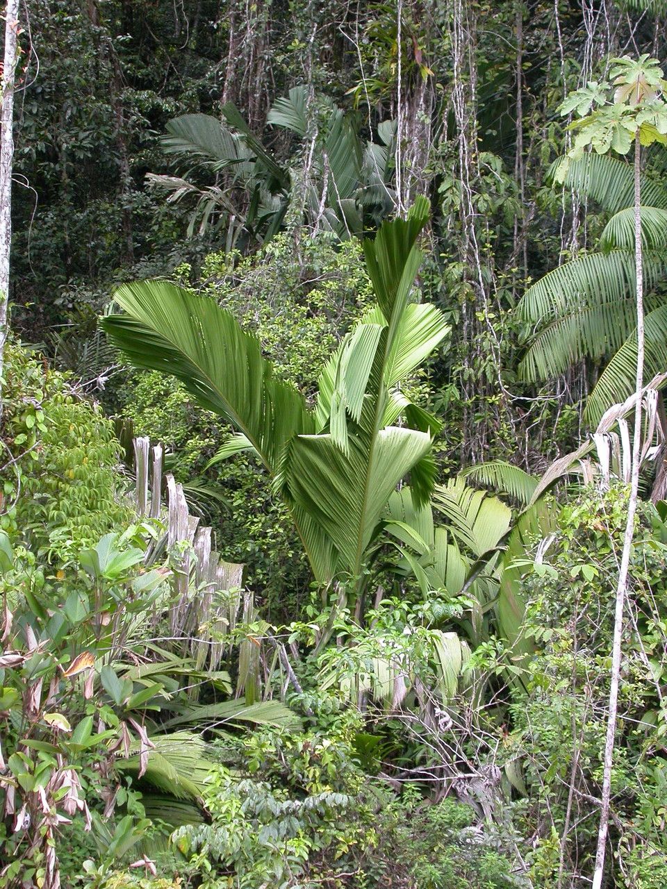 Manicaria saccifera leaf