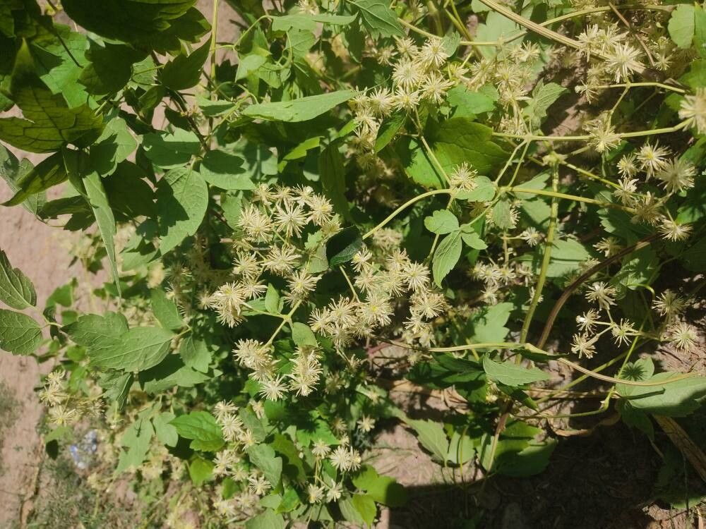 Clematis grata flower