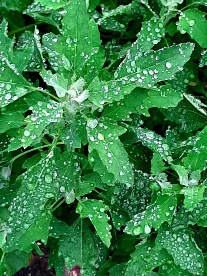 Lipandra polysperma — search result for 'Grass'