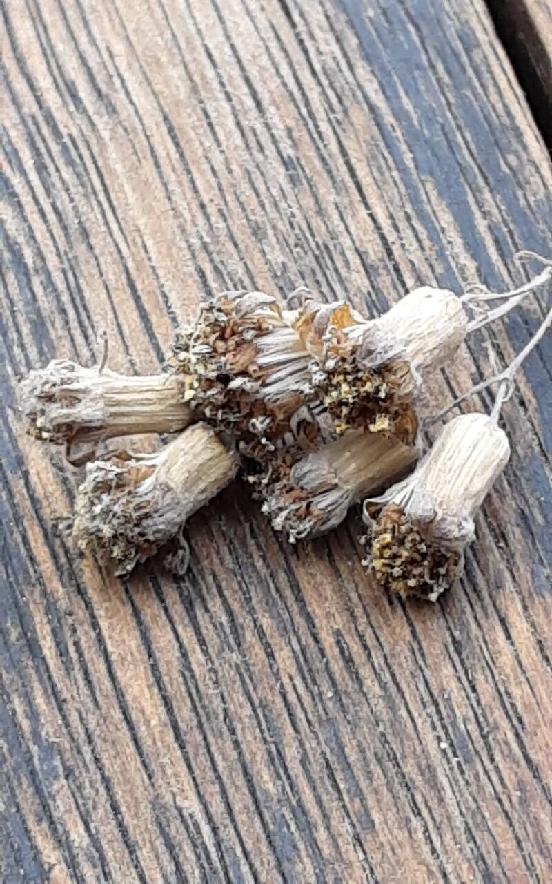 Baculellum articulatum fruit