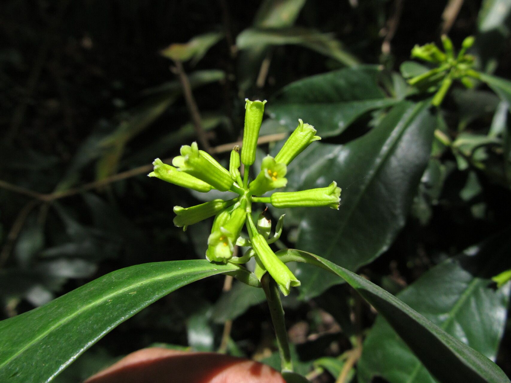 Peddiea africana — houseplant care guide
