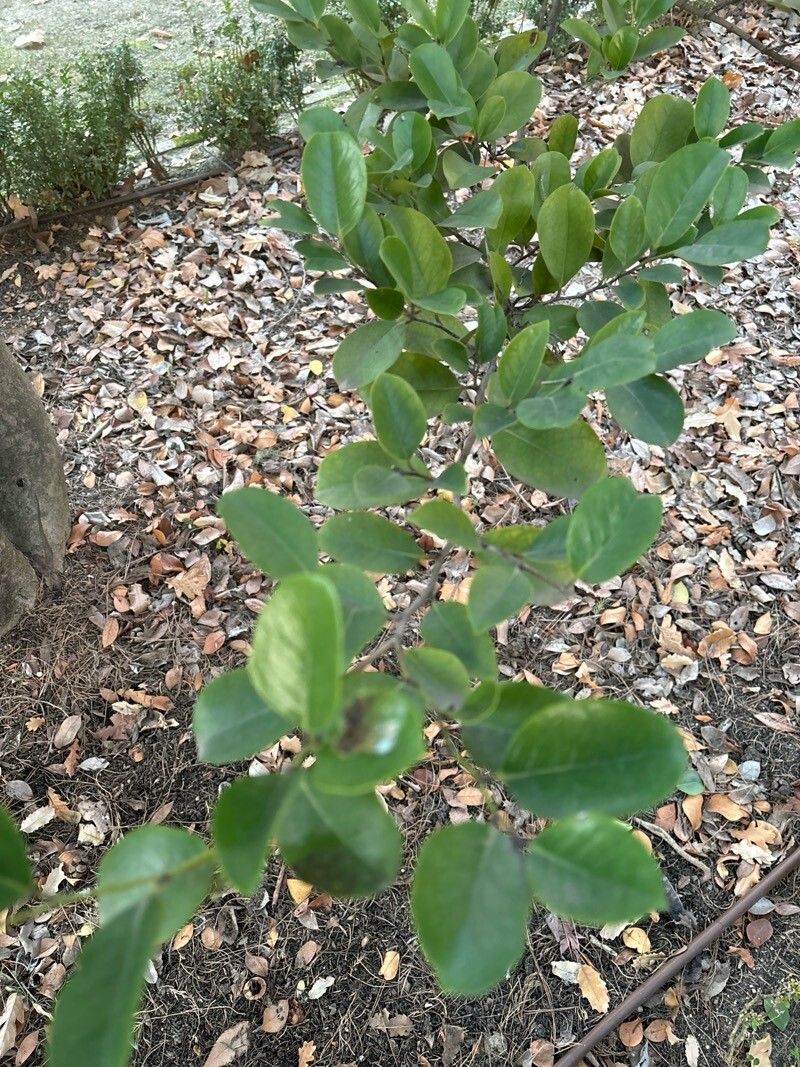 Distylium macrophyllum — related species from the same genus