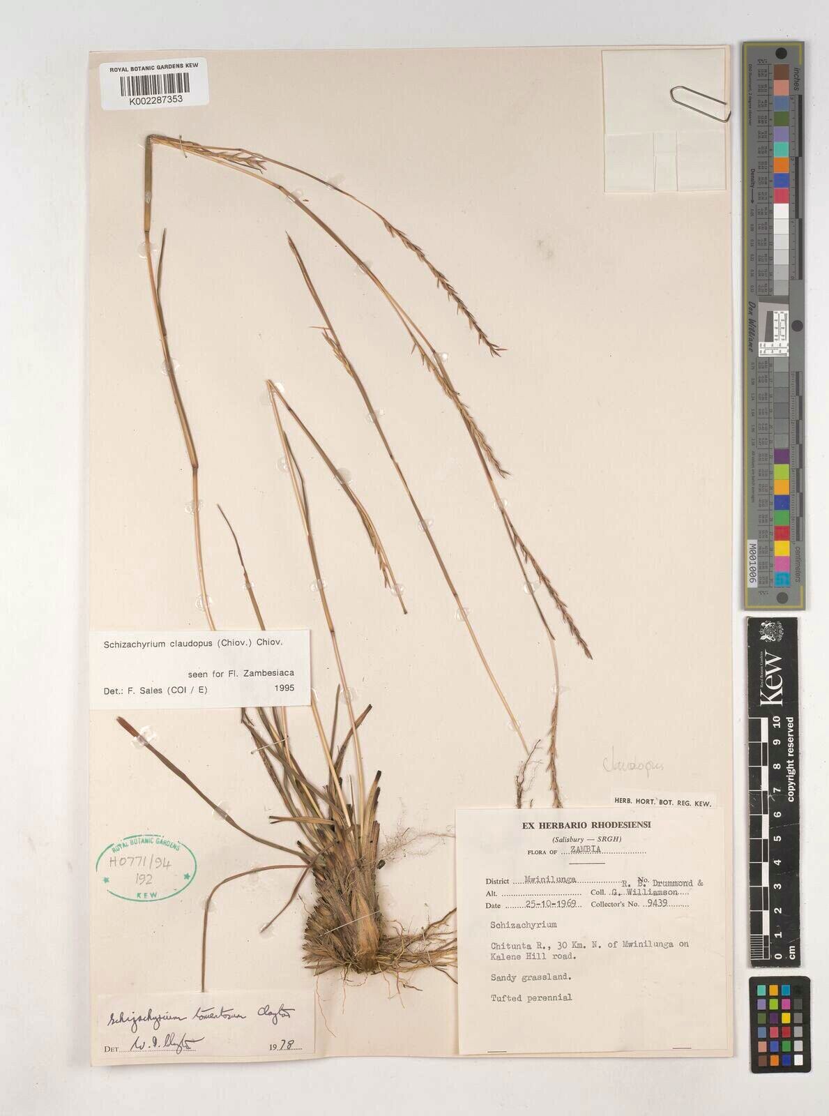 Schizachyrium claudopus — related species from the same genus