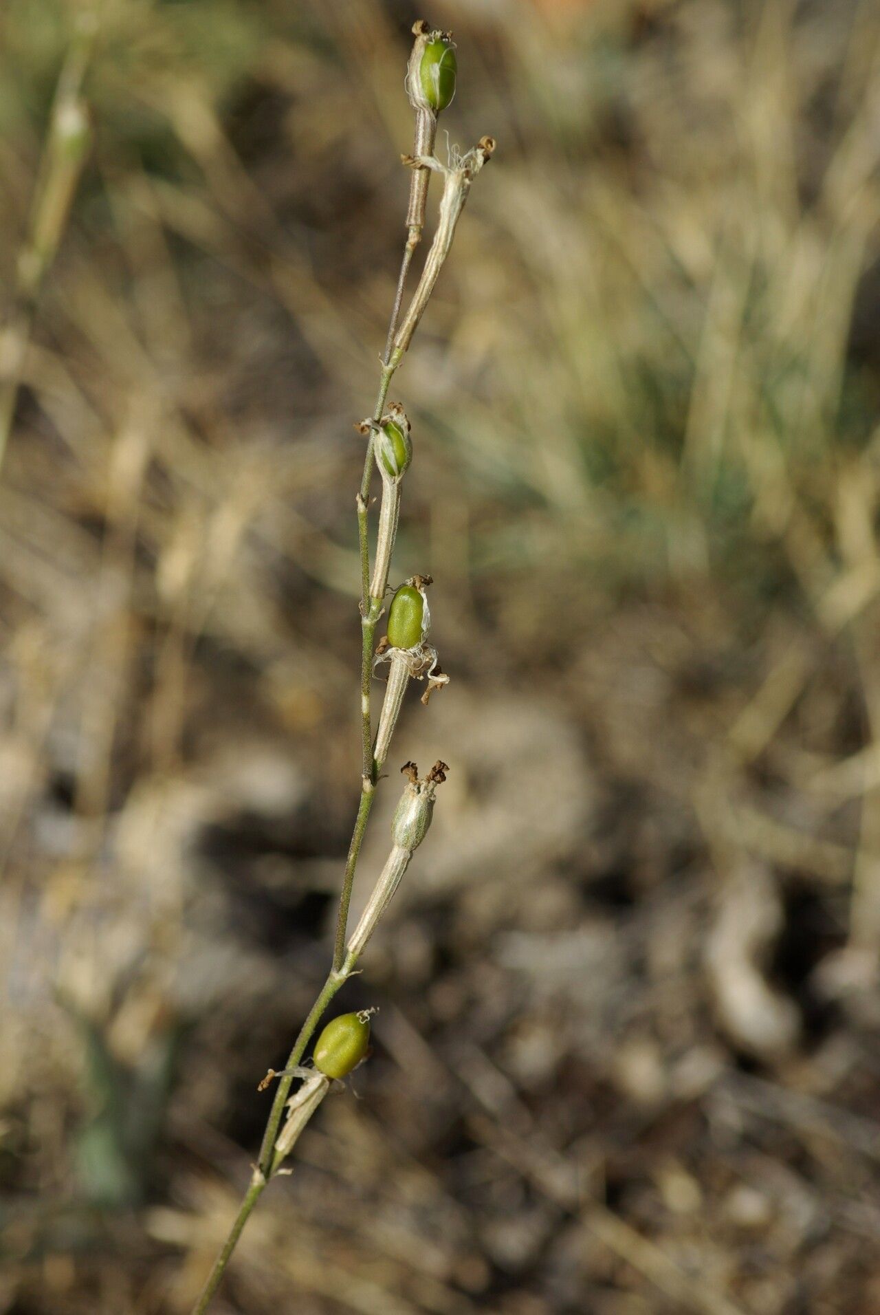 Silene legionensis fruit