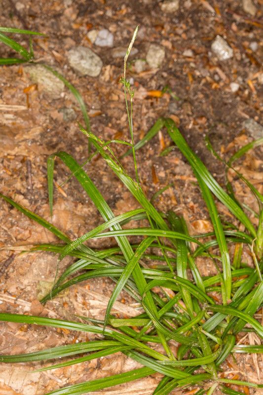 Carex strigosa flower