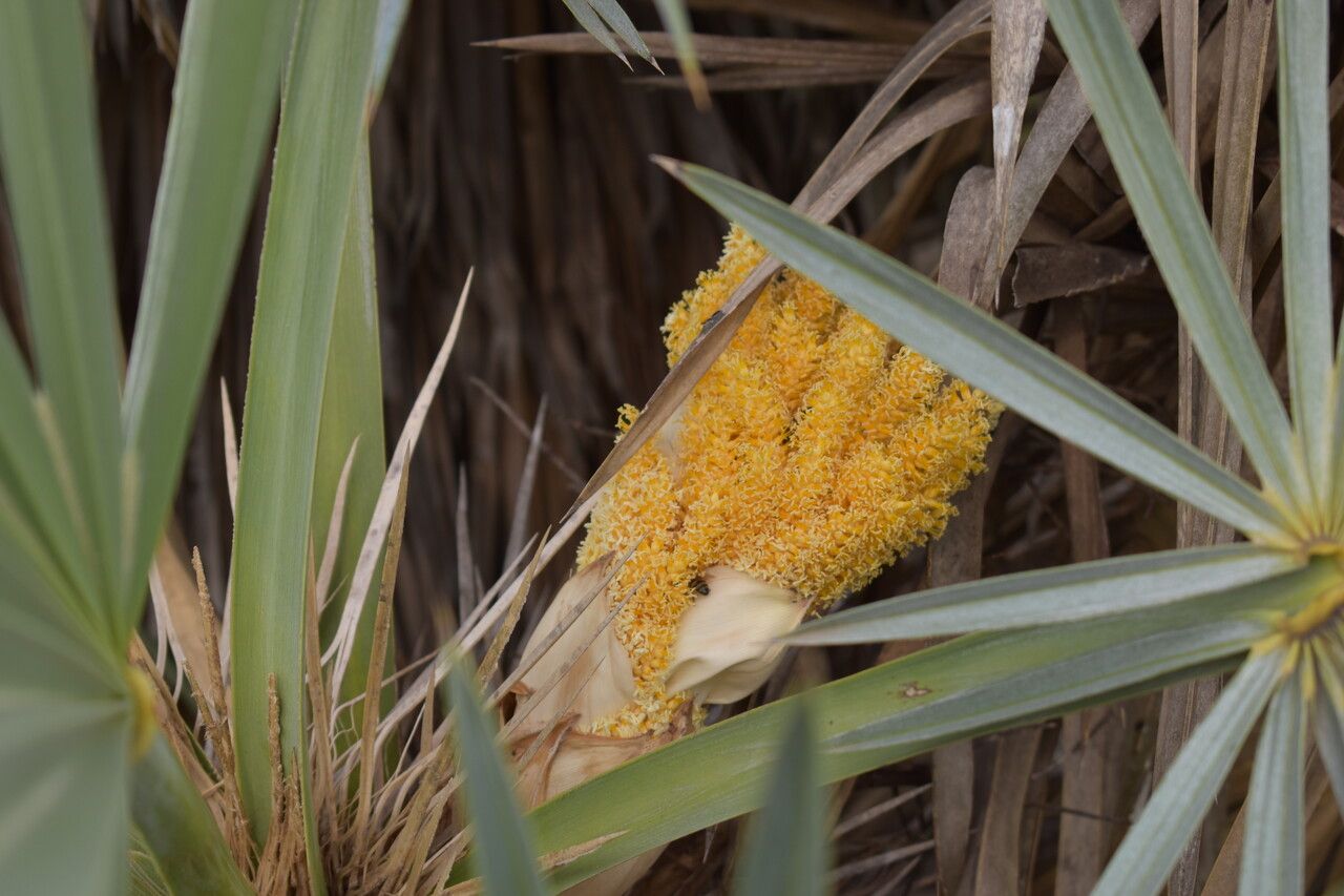 Trithrinax campestris flower