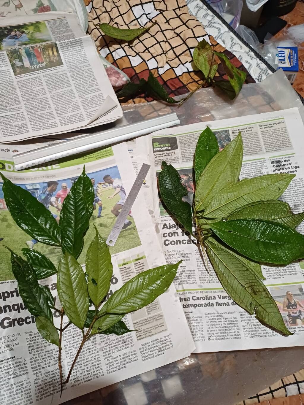 Plinia guanacastensis leaf