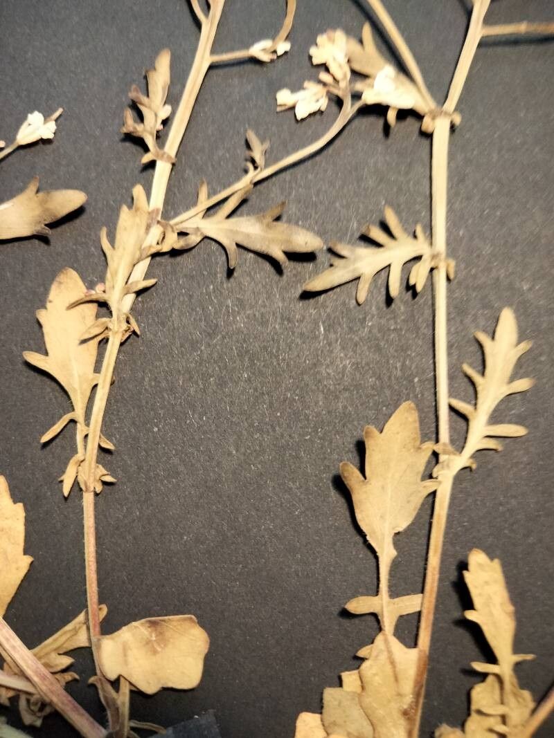 Barbarea plantaginea leaf