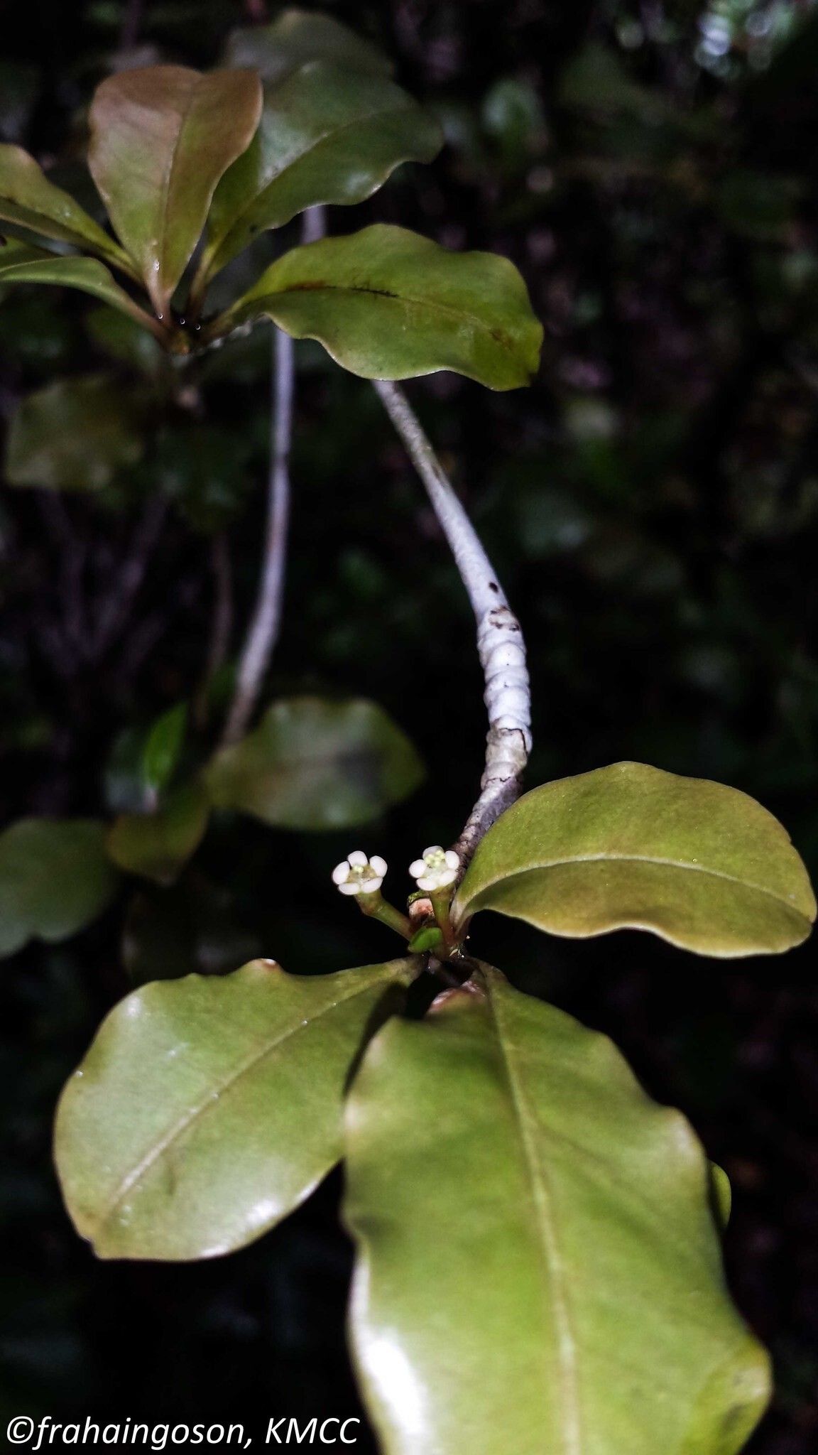 Euphorbia boivinii flower