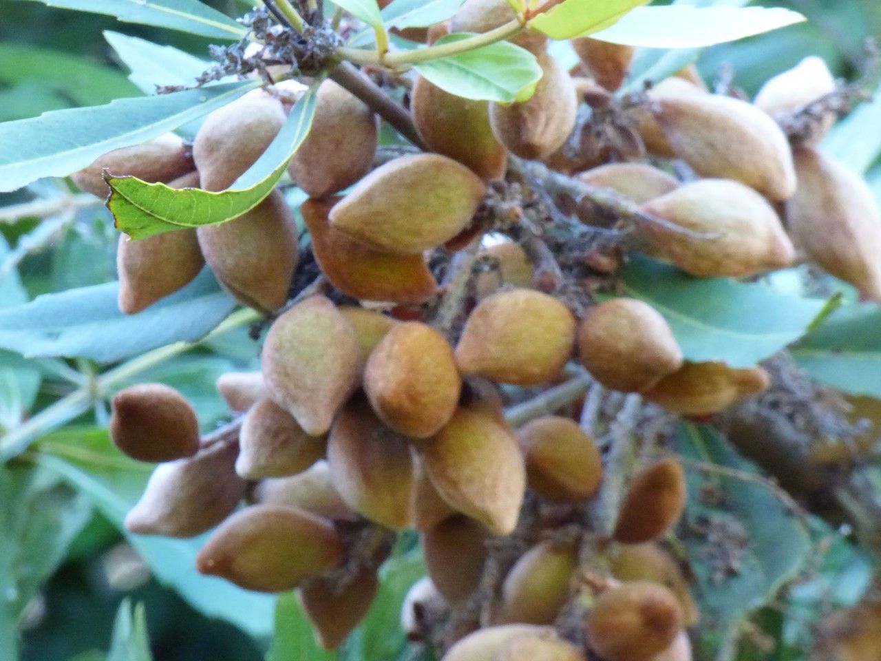 Brabejum stellatifolium fruit