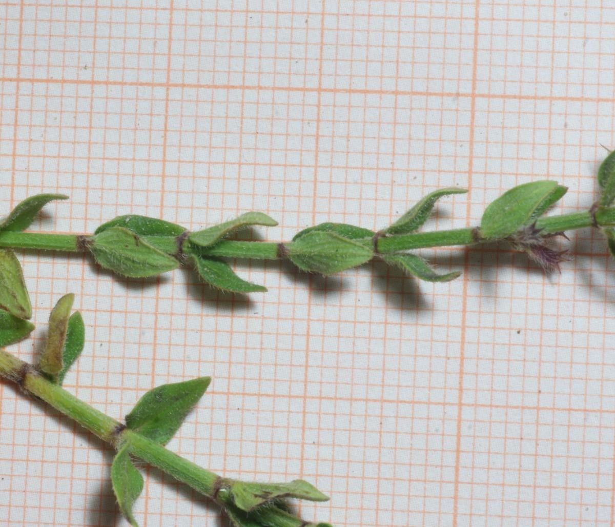 Micromeria nervosa habit