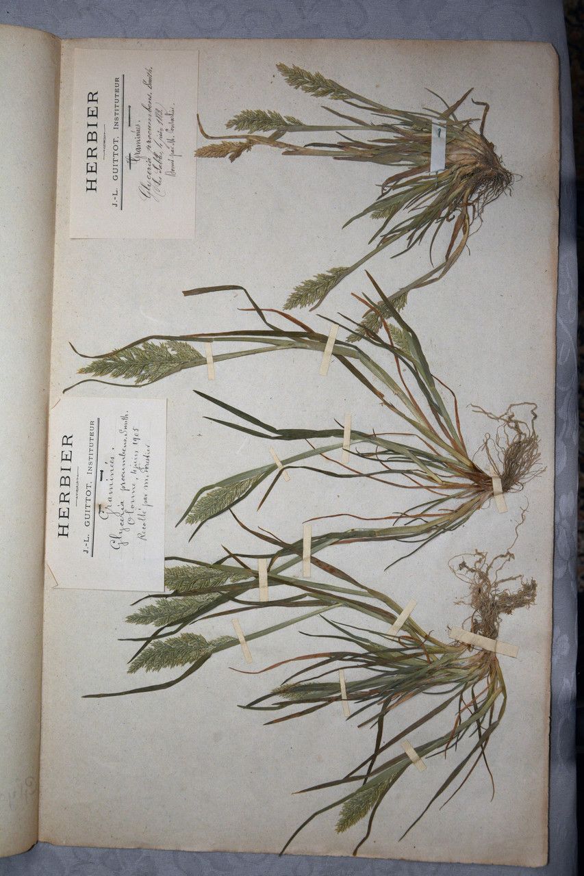 Puccinellia rupestris — houseplant care guide