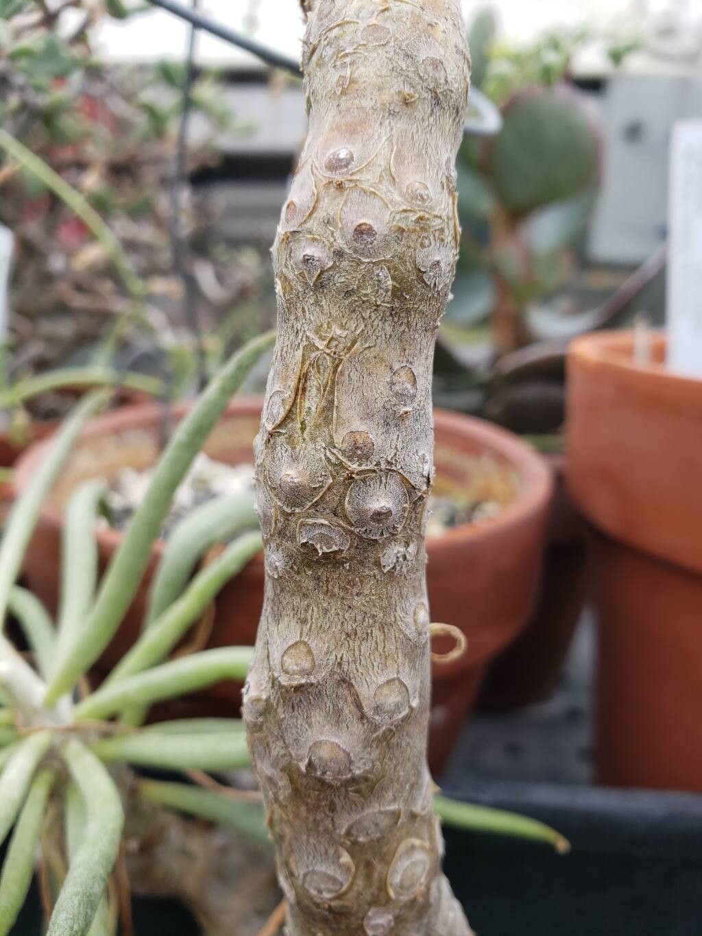 Tylecodon rubrovenosus bark