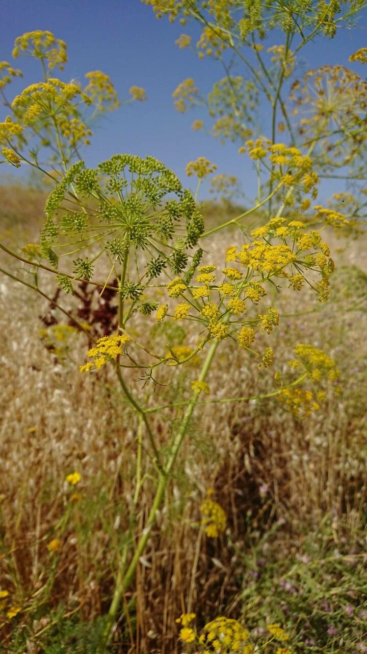 Ridolfia segetum flower