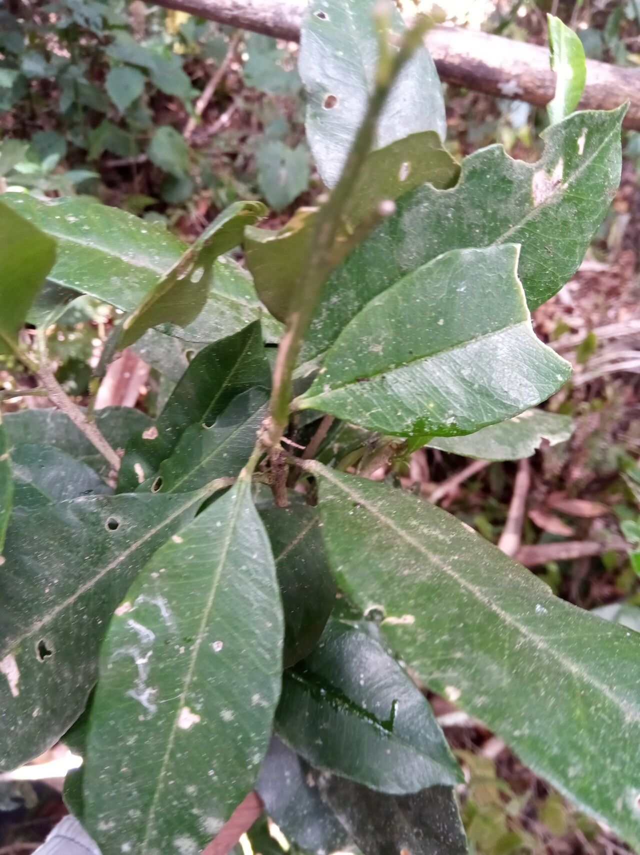 Vepris dicarpella — search result for 'Vepris'