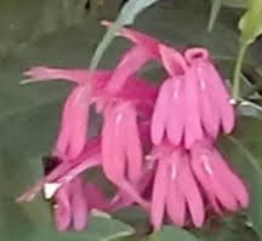 Monardella linoides — houseplant care guide