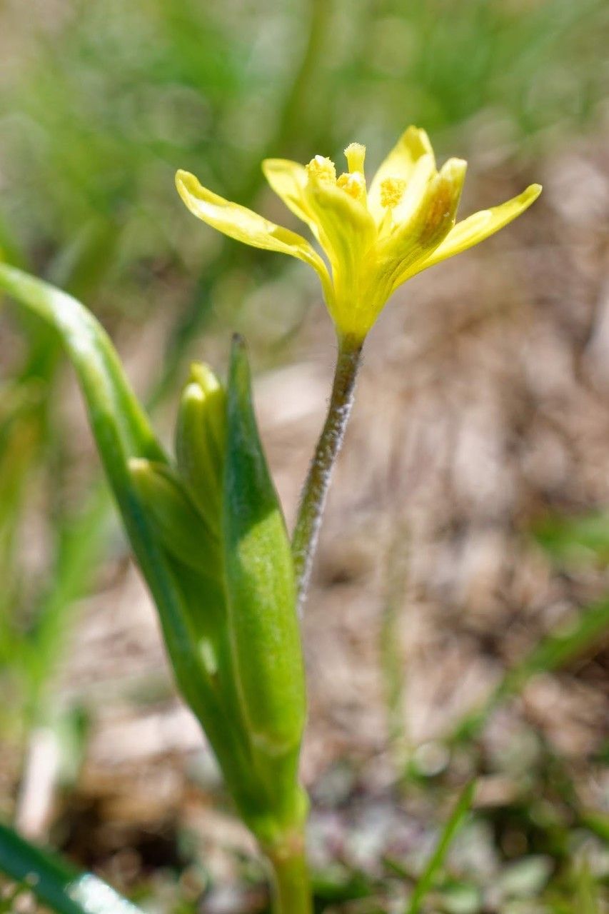 Gagea liotardii — search result for 'Gagea'