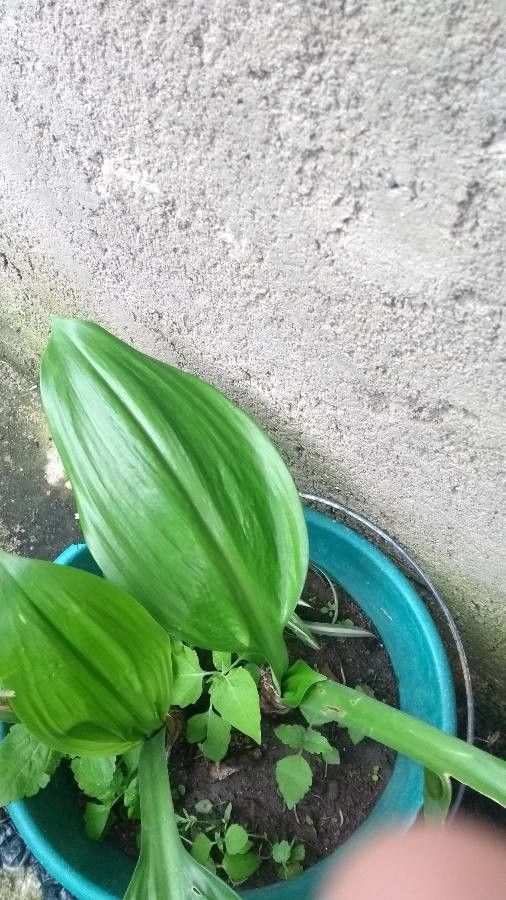 Hymenocallis tubiflora leaf