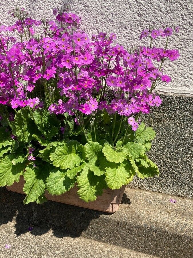 Primula malacoides habit