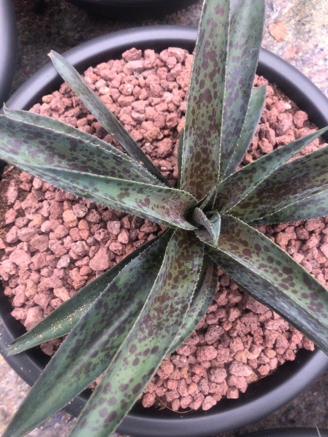 Manfreda maculosa — related species from the same genus