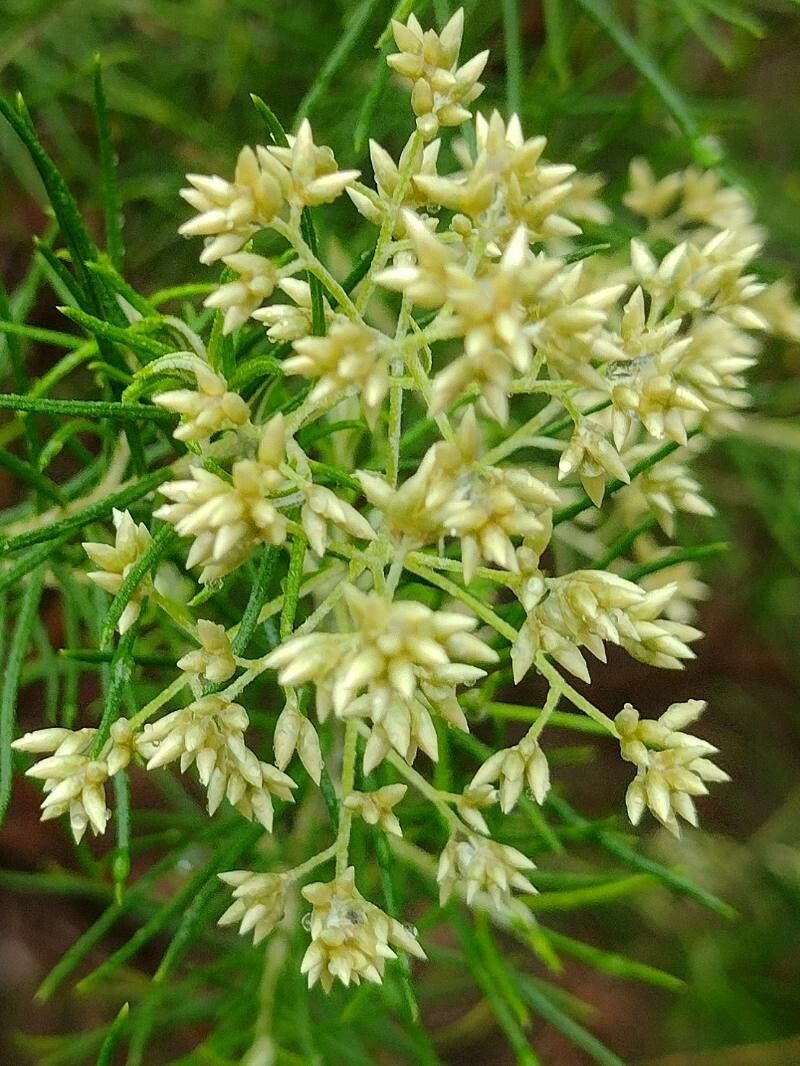 Cassinia quinquefaria flower