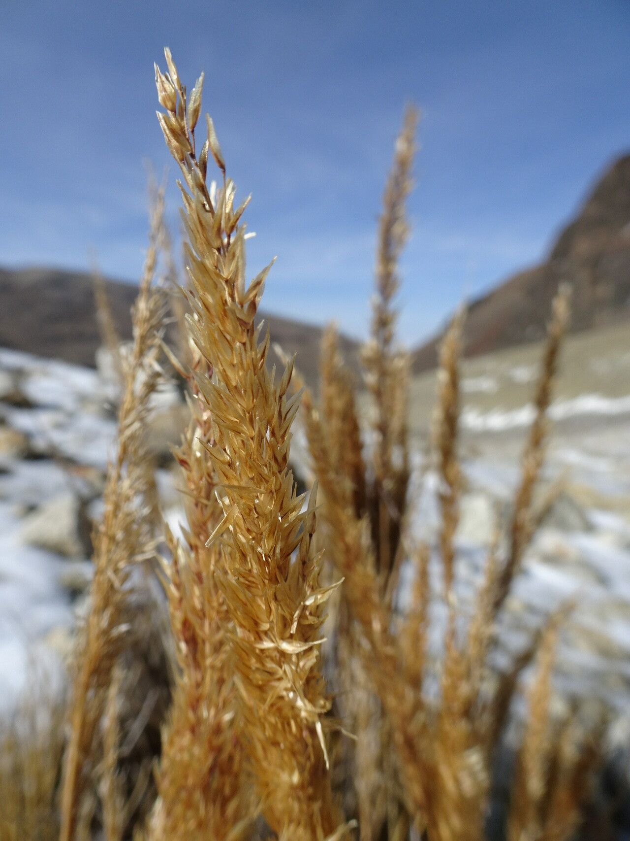 Cinnagrostis nitidula flower