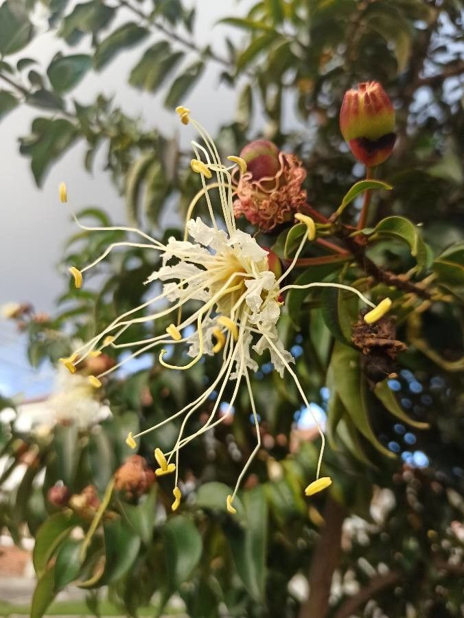 Lafoensia acuminata flower