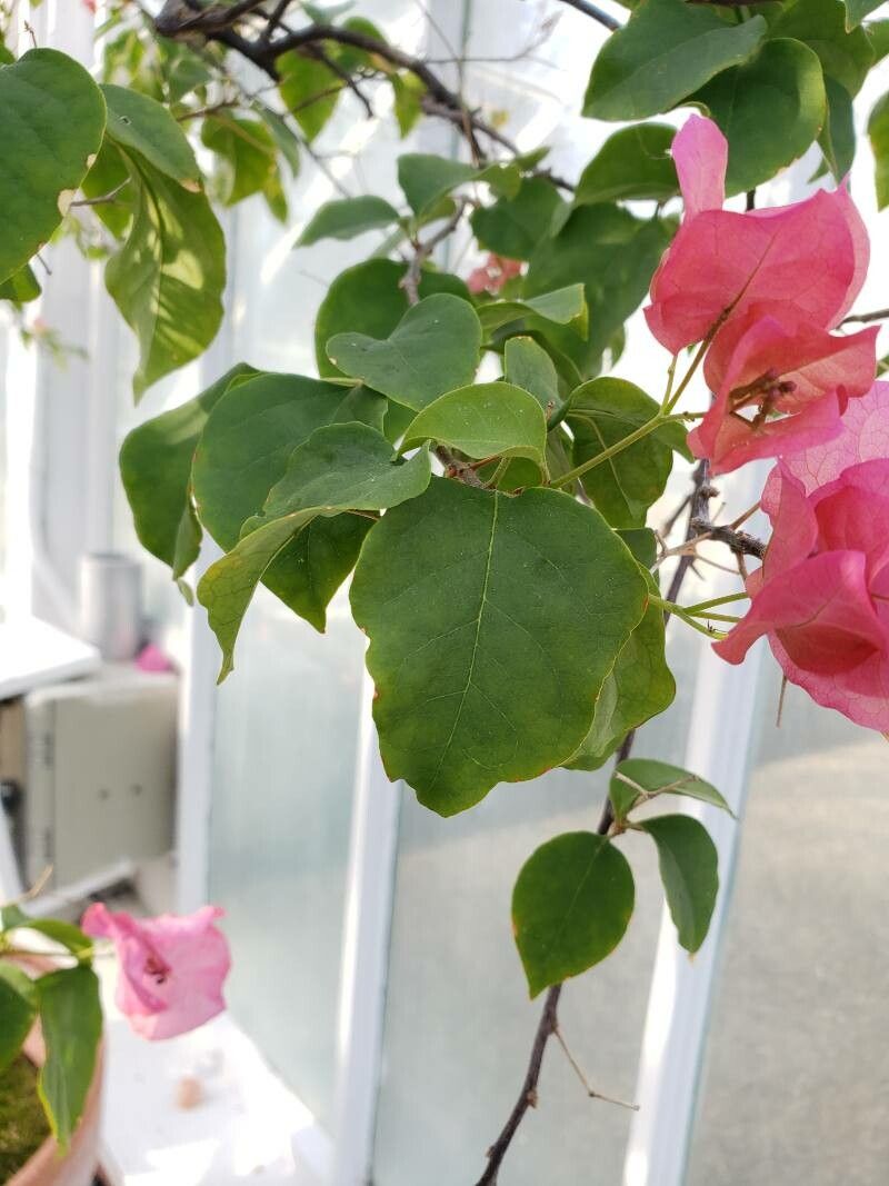 Bougainvillea peruviana