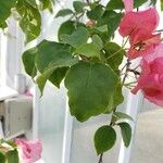 Bougainvillea peruviana