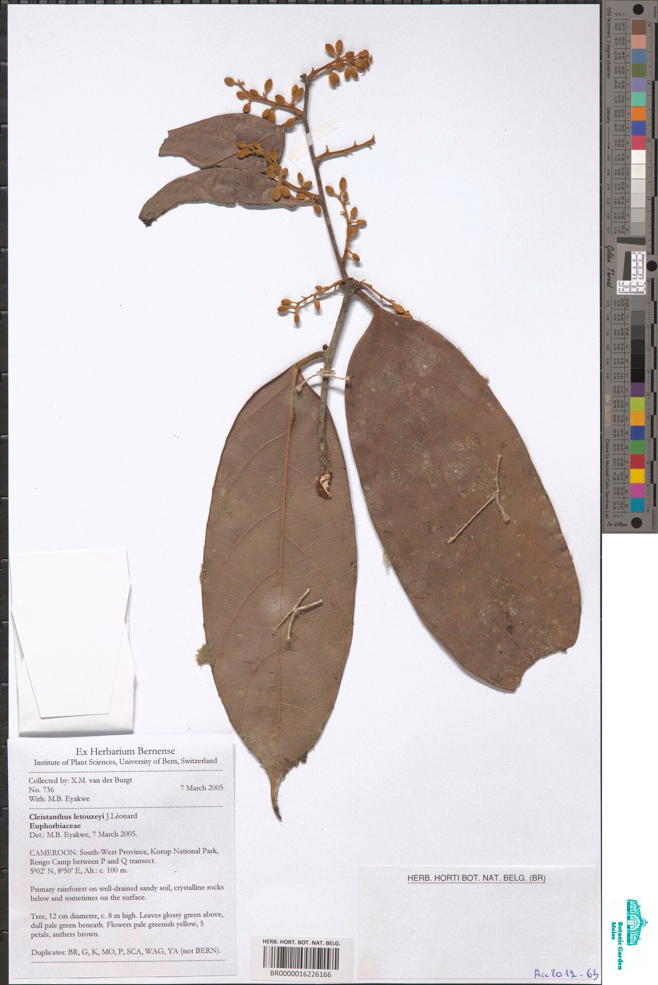 Cleistanthus letouzeyi — houseplant care guide