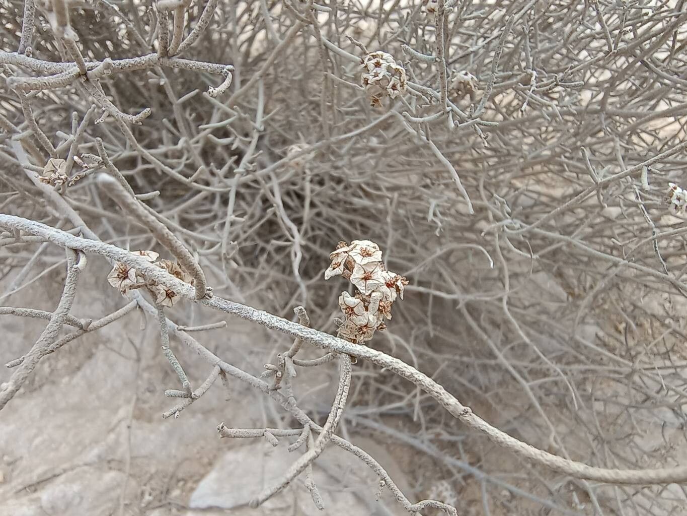Limonium pruinosum flower