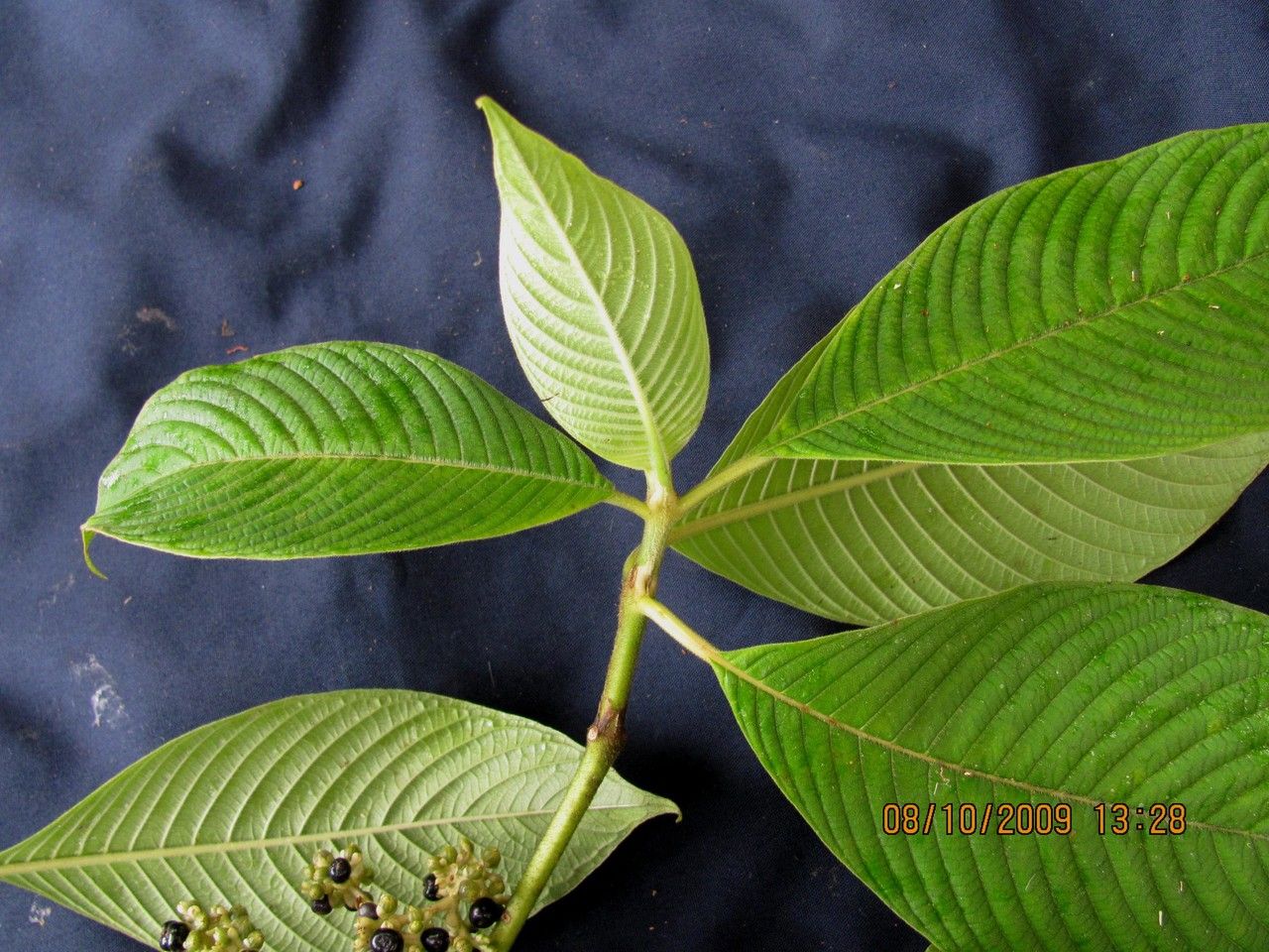 Psychotria mortoniana — houseplant care guide