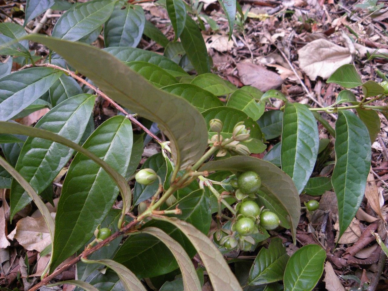 Vismia billbergiana — related species from the same genus