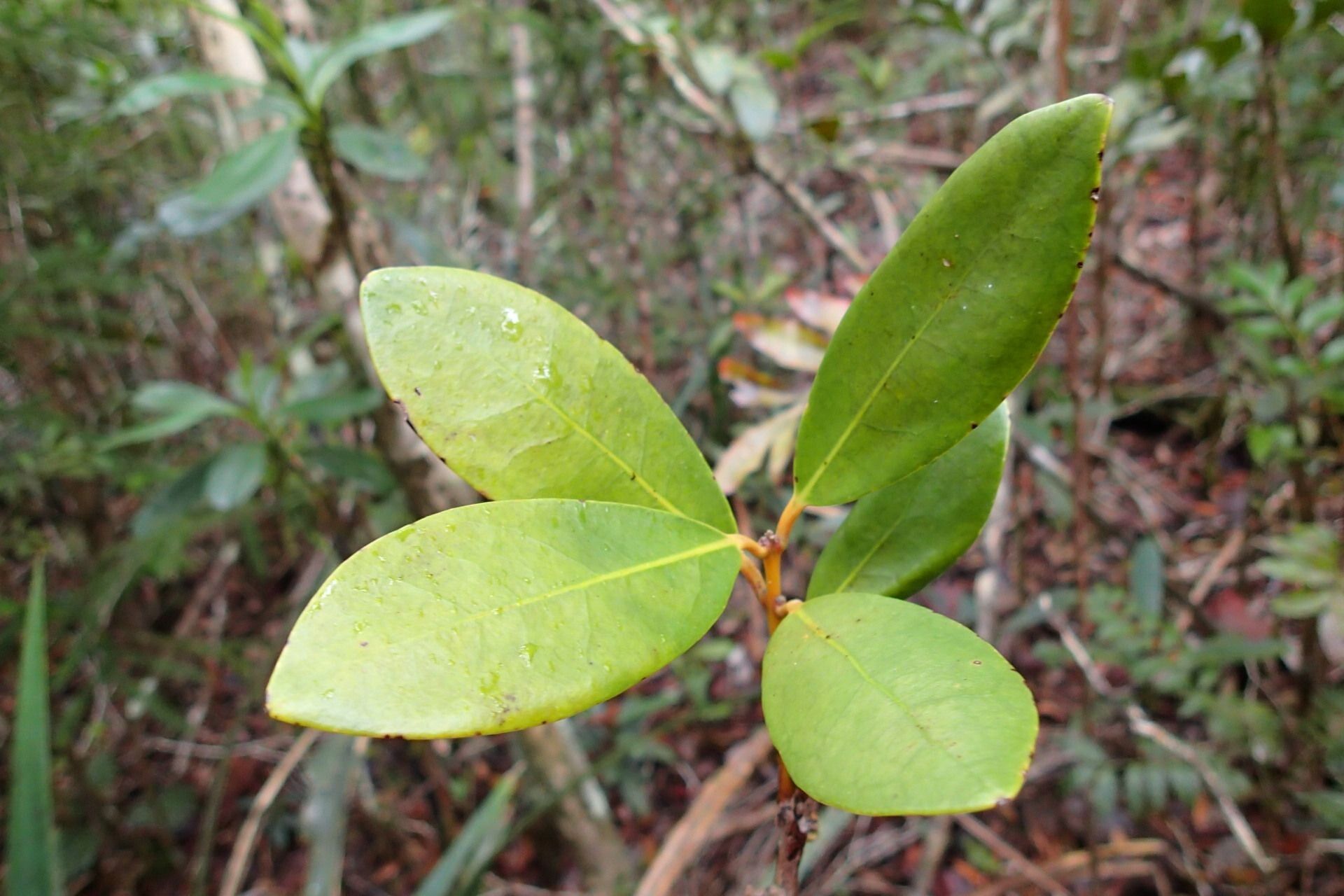 Hedycarya parvifolia — houseplant care guide