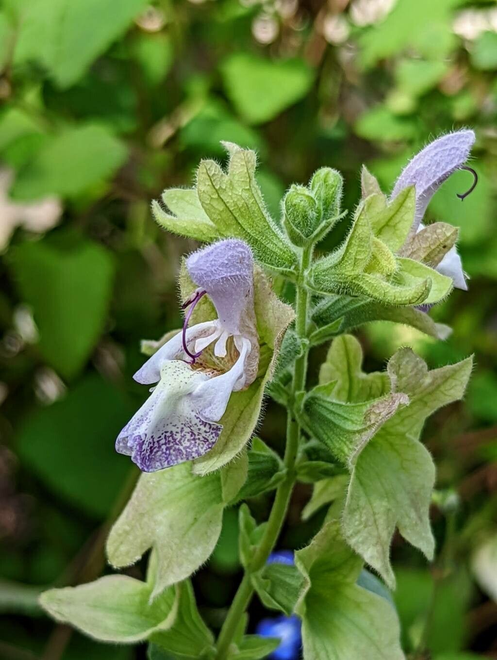 Salvia dolomitica flower