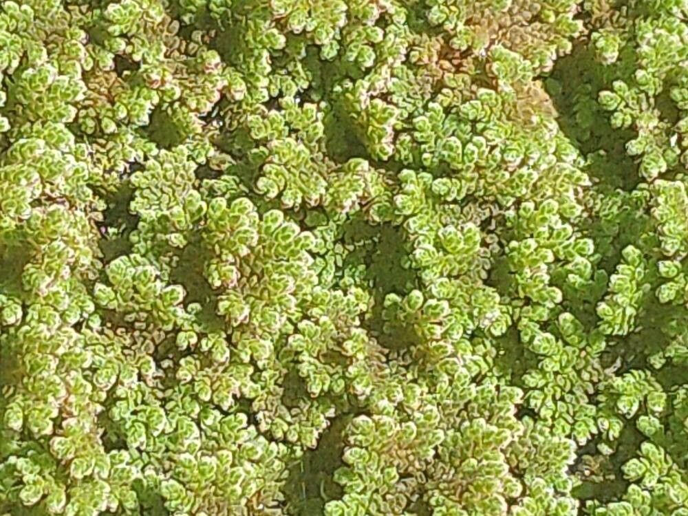 Glaux maritima — search result for 'Lysimachia'