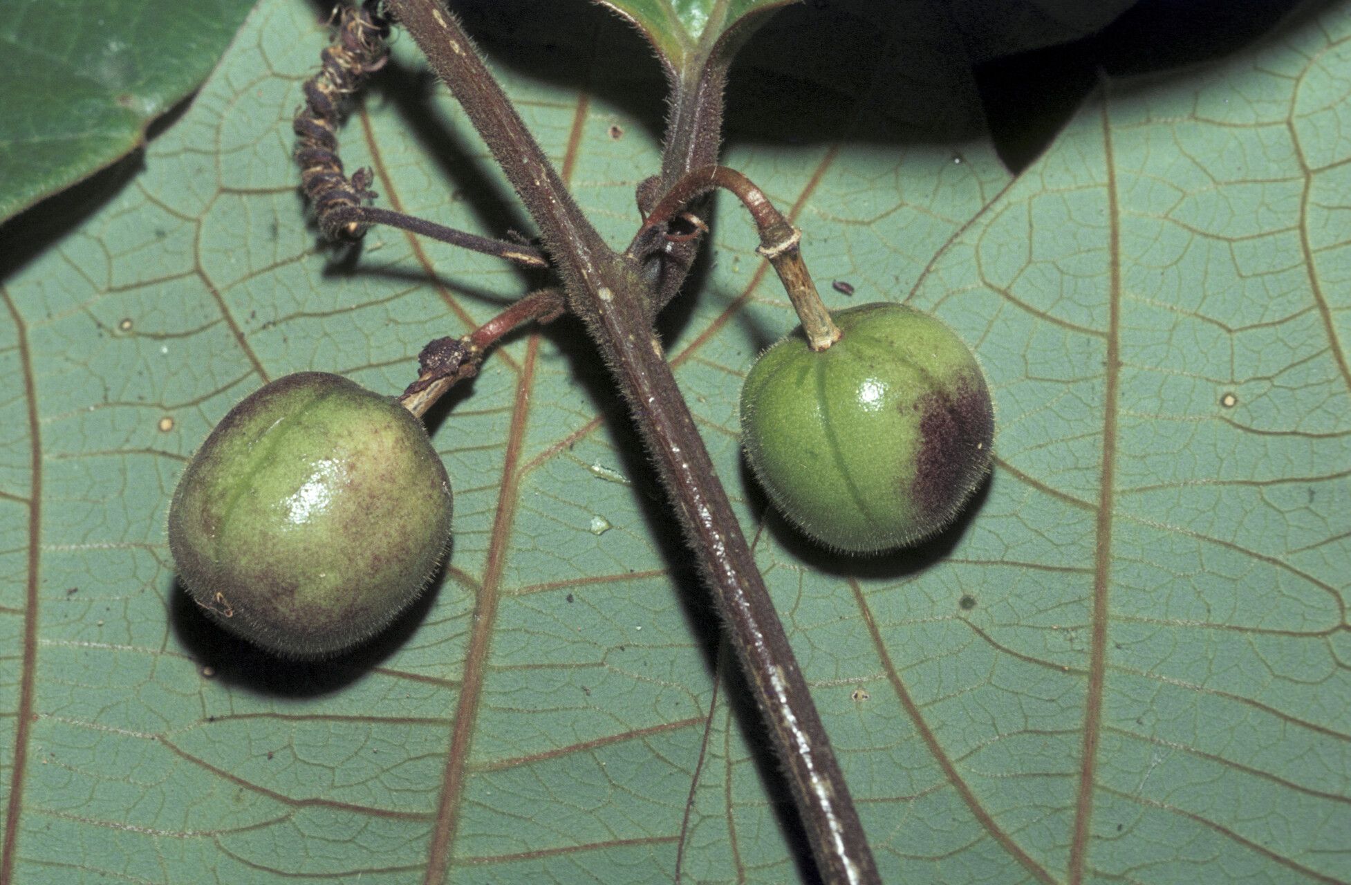 Passiflora rufa fruit