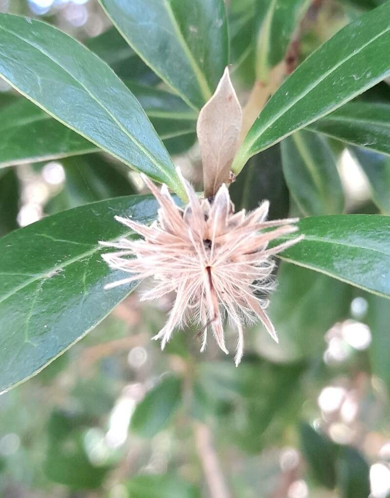 Dasyphyllum diacanthoides fruit