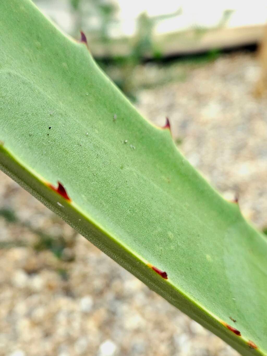Furcraea macdougallii