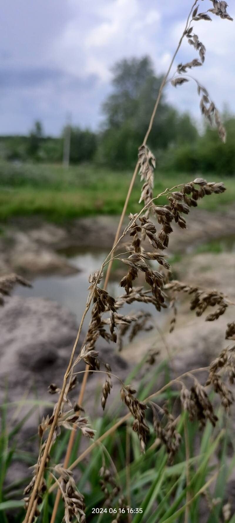 Anthoxanthum repens fruit