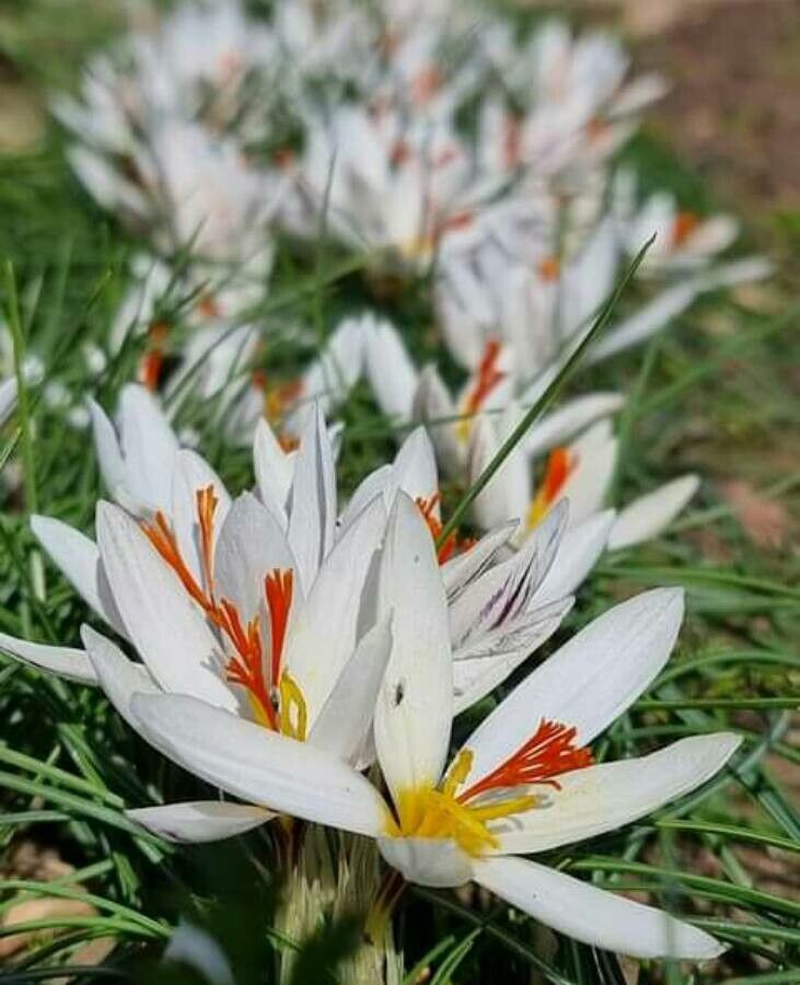 Crocus fleischeri — search result for 'Aegean Islands'