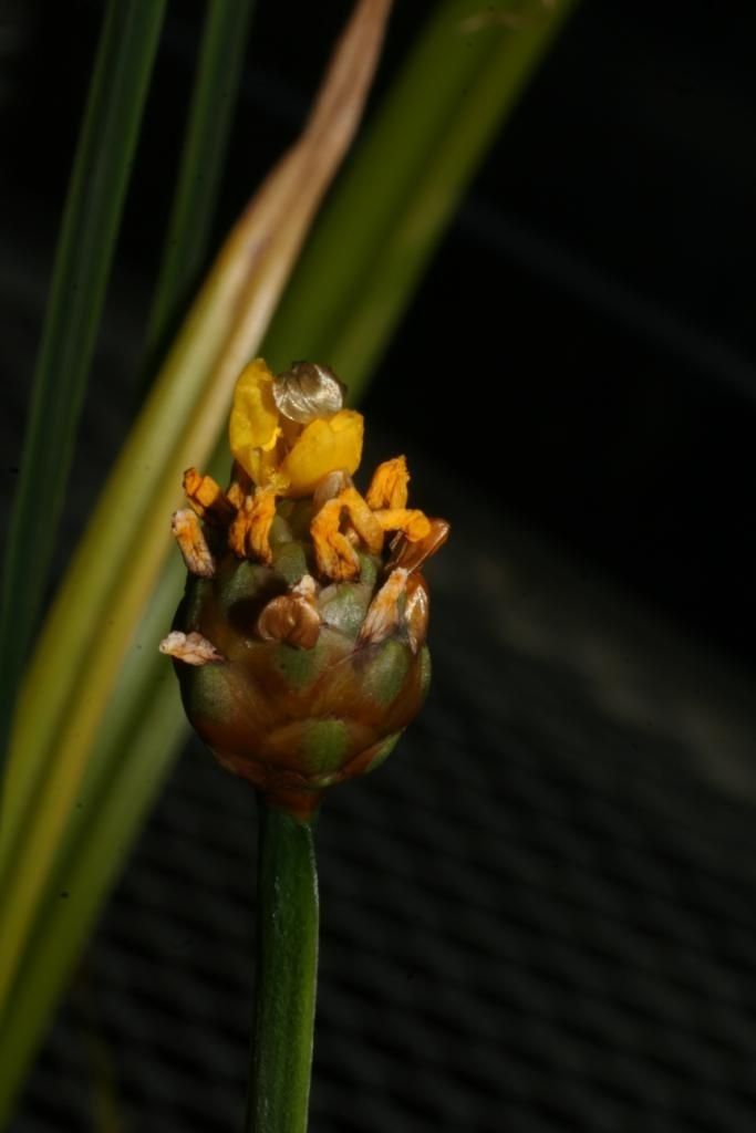 Xyris tennesseensis flower