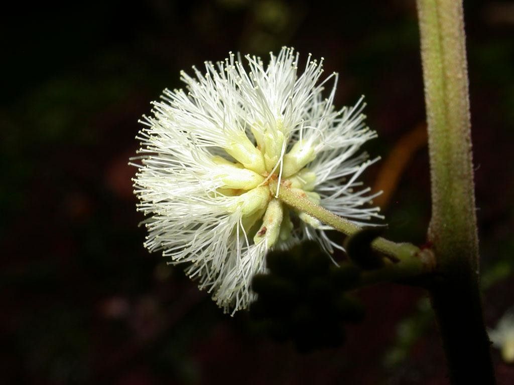 Senegalia multipinnata flower