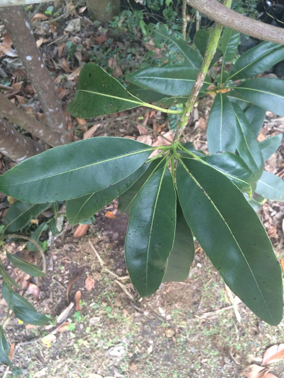 Sideroxylon cinereum other