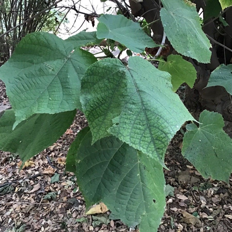 Dombeya wallichii leaf