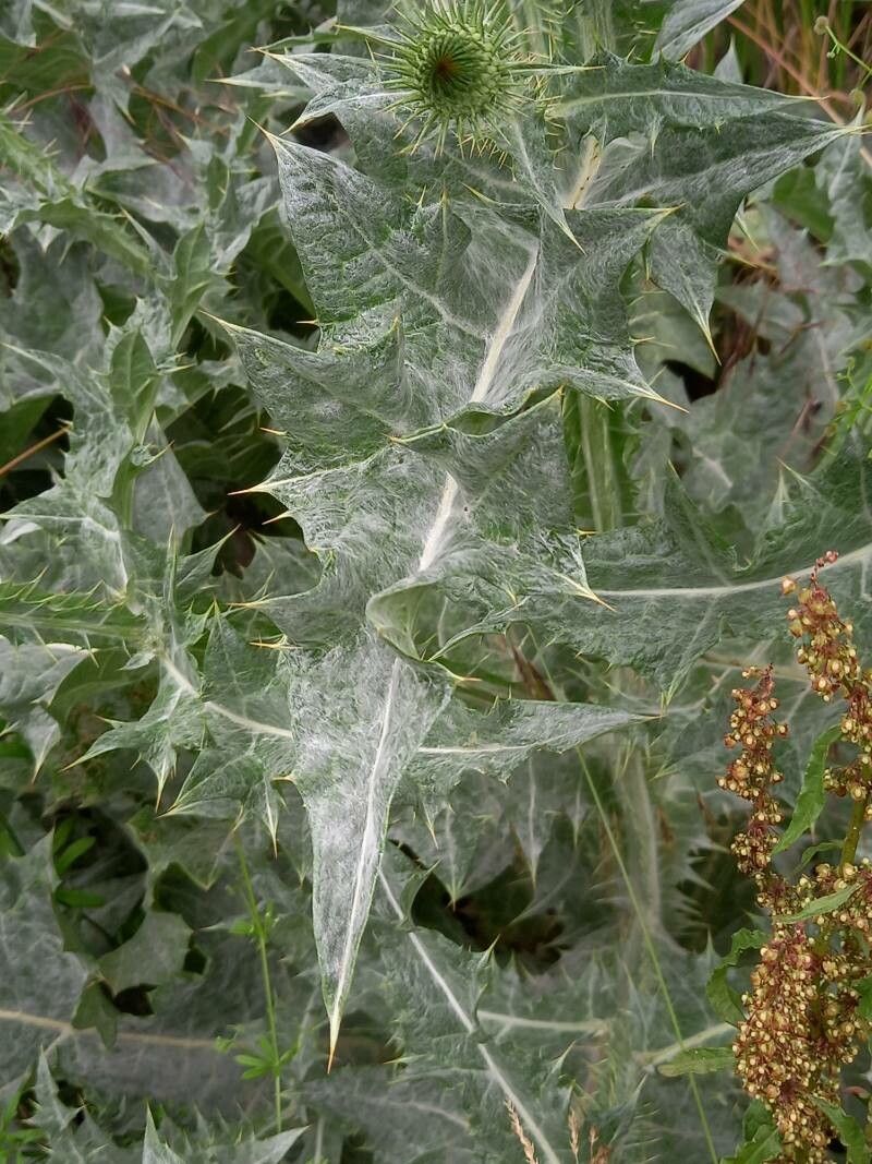 Onopordum acanthium leaf