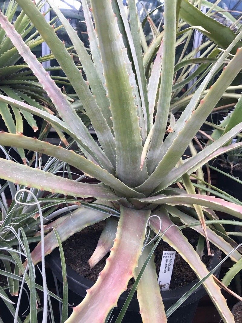 Hechtia stenopetala leaf