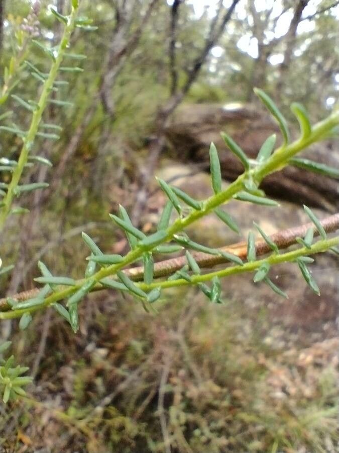 Comesperma ericinum — search result for 'Polygalaceae'