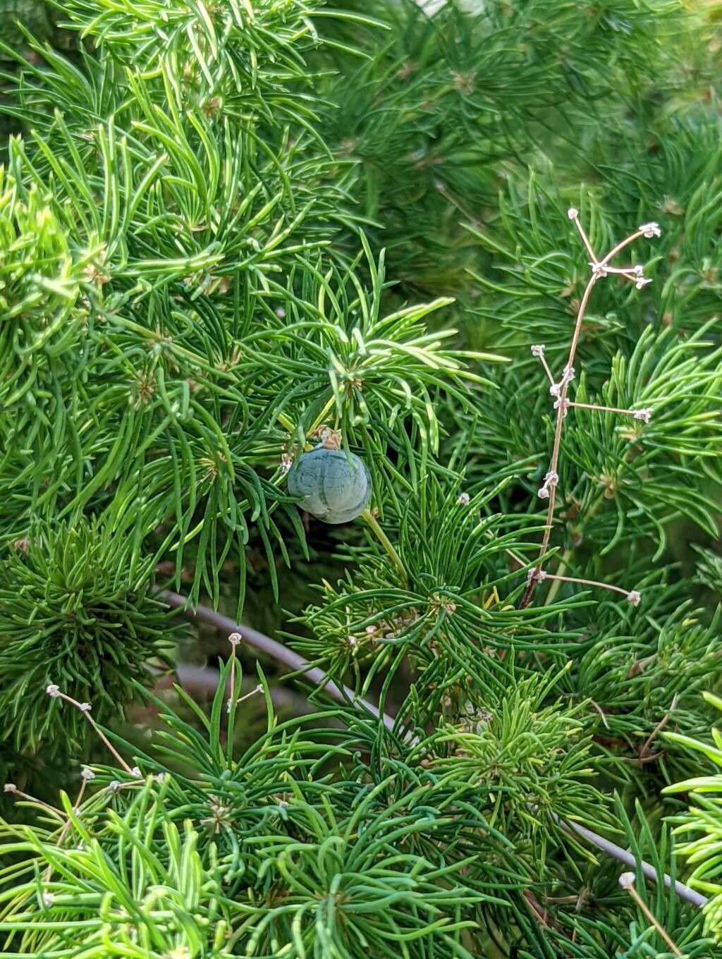 Asparagus retrofractus fruit