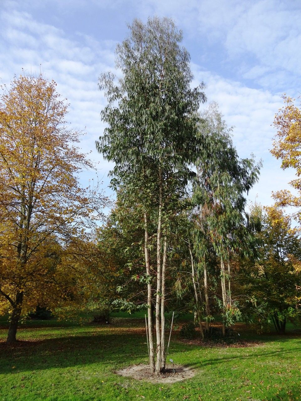 Eucalyptus dalrympleana habit